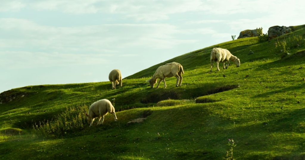 Sheep Grazing on Grass